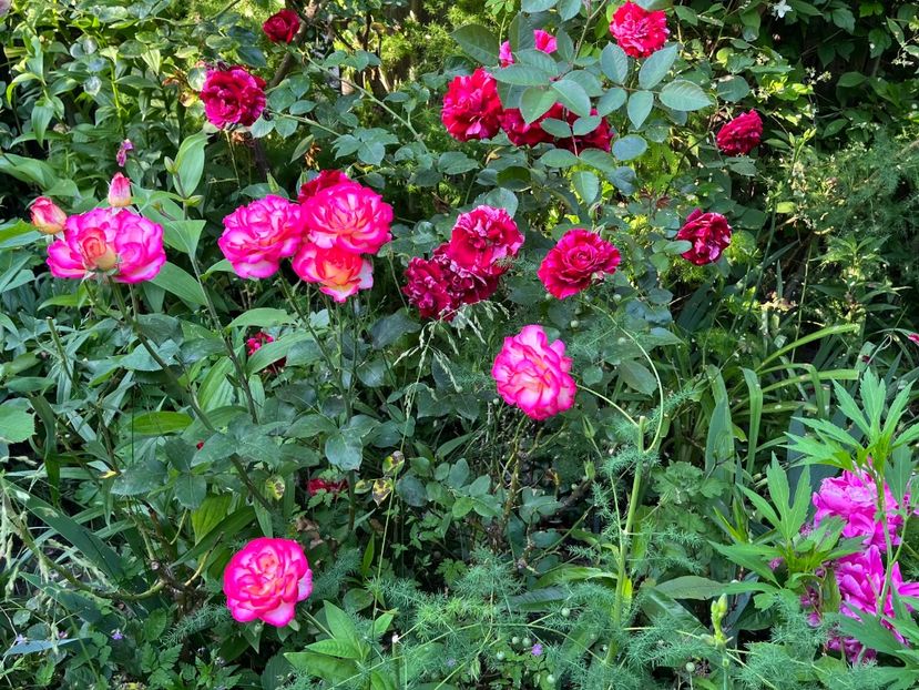 B3D32A31-4529-493A-BE86-E2AD2D2D6C86 - Trandafiri 2023 2