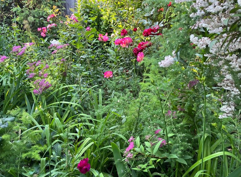 AF0BA558-8446-4907-A11D-D86DDE8DFAD1 - Trandafiri 2023 2