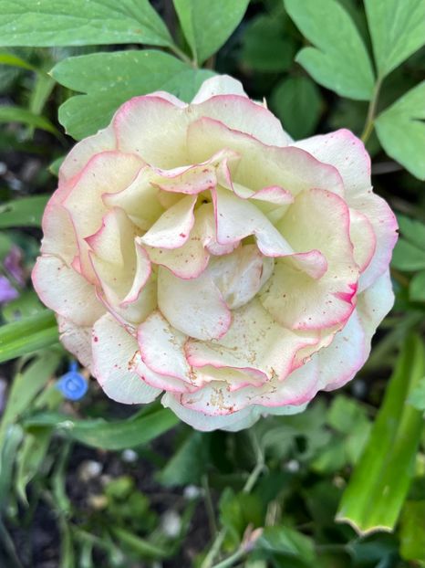 9D392857-39CF-4C08-BE8D-0F25FDFD29AF - Trandafiri 2023 2