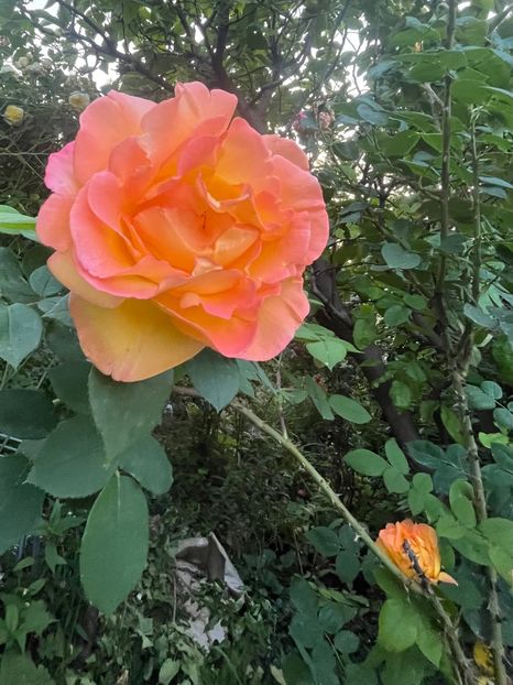 CD7FCD41-4553-4A04-8300-BA2D5D7F1AB9 - Trandafiri 2023 2