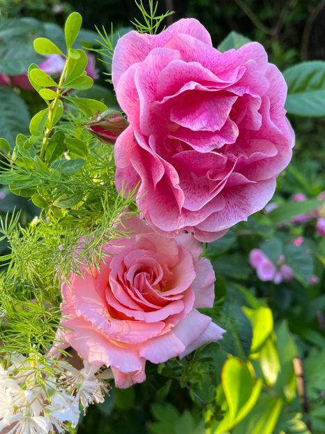 1950F905-98BC-474E-87CE-A63051649E04 - Trandafiri 2023 2