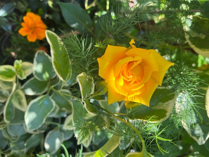 EAE97E79-3D42-47F2-B3D8-66BAA681099A - Trandafiri 2023 2