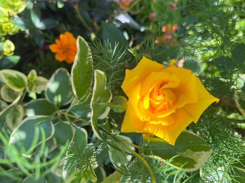 C55EBB02-78BC-4FEB-9189-8486ADE15C73 - Trandafiri 2023 2