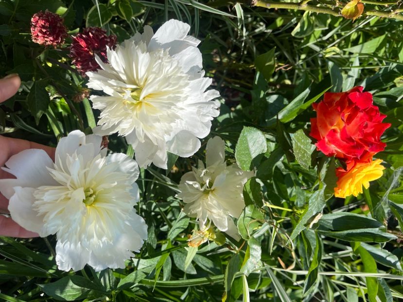 F6DDD94A-587E-4997-957B-367521B42C7A - Trandafiri 2023 2