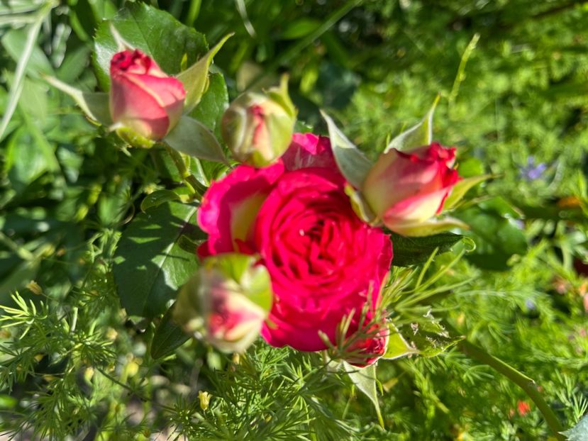 93EE6691-BA92-45BA-9EDB-520D7BD4AFB1 - Trandafiri 2023 2