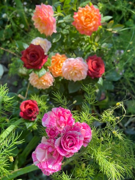 38D79952-DF56-46C0-A287-D32D3985F764 - Trandafiri 2023 2