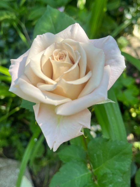 E4D10AD6-9ACD-4604-BACC-47D3FE00C2C5 - Trandafiri 2023 2