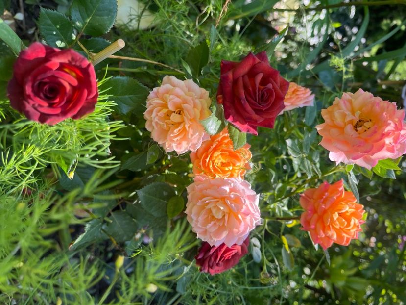 3B9E0ECC-4FF2-4B49-88BF-E7649AF5A921 - Trandafiri 2023 2