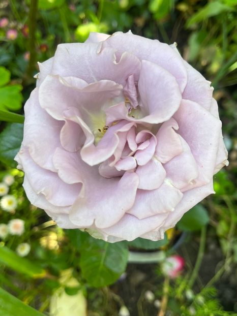 E9A153FB-1138-4239-BC12-BEF966F6221E - Trandafiri 2023 2