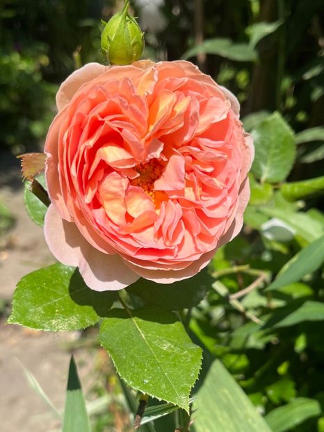 5104B8D1-A557-4700-BB05-1FCE81DD9C87 - Trandafiri 2023 2