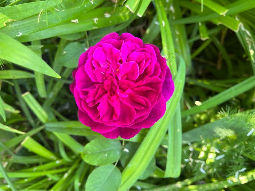 45CF9429-F776-4AB5-AA59-275C45F3D47F - Trandafiri 2023 2