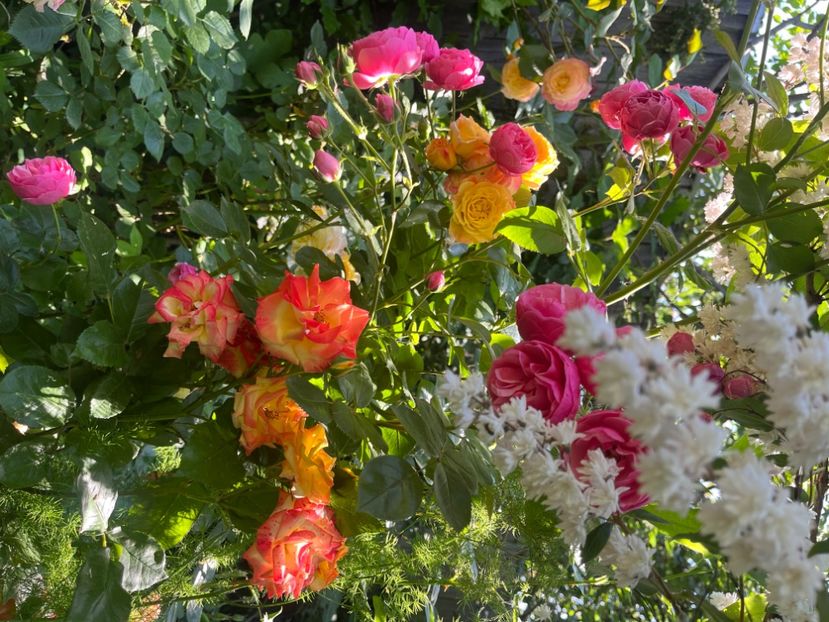 BFB31747-00EA-4A1C-BE52-00B0C1170F12 - Trandafiri 2023 2