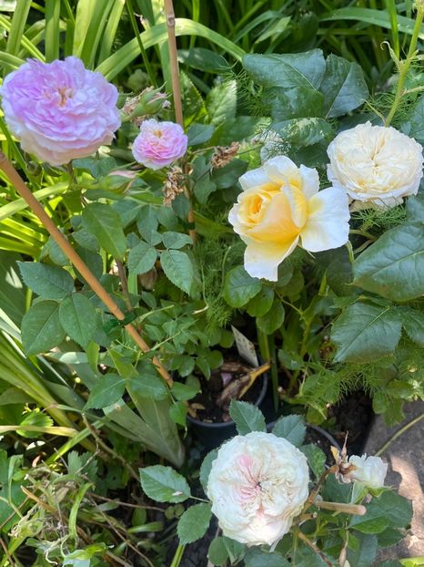 001518D8-FE7D-40E5-9CE6-77F903653A60 - Trandafiri 2023 2