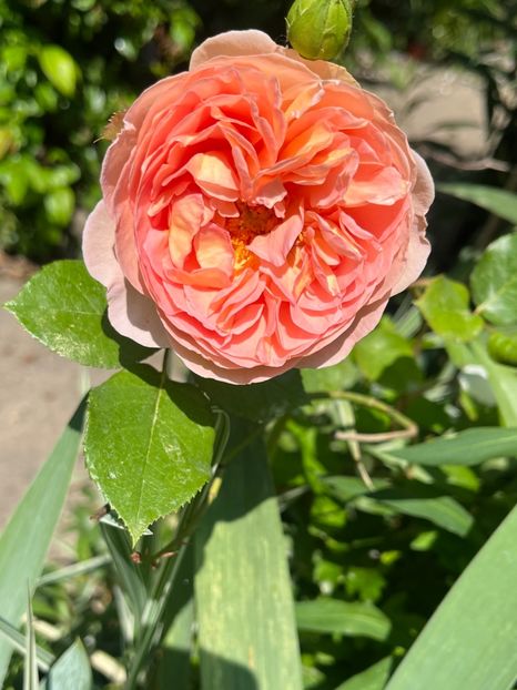 B72D06EA-7A9F-4386-83BD-1D0D9A2EFF24 - Trandafiri 2023 2