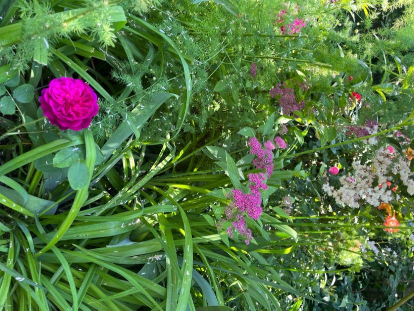 A910C5B1-E97C-4933-B7D7-96CD3BFFF05F - Trandafiri 2023 2