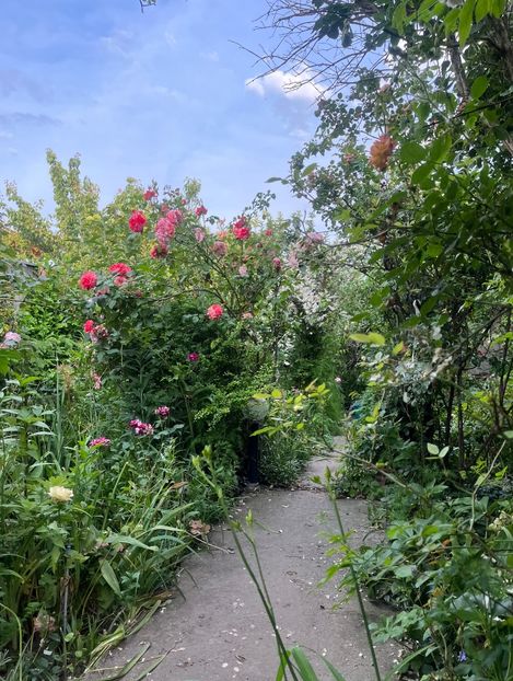 D67FD66D-5291-4CCE-83D9-E6F4A1A5353D - Trandafiri 2023 2