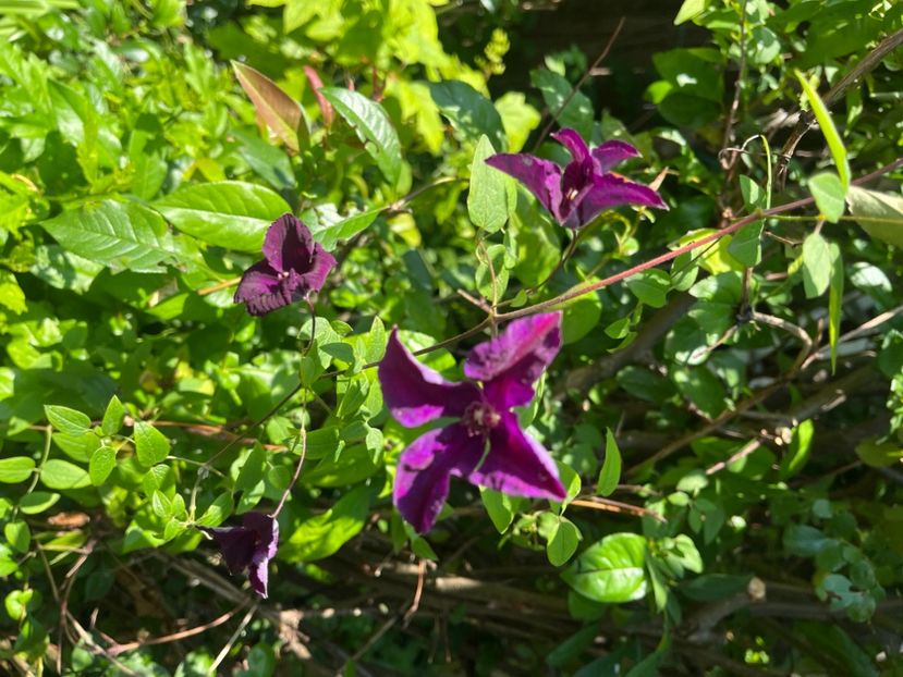 DDF90B27-B113-4F7D-B674-C7D728999F9B - Trandafiri 2023 2