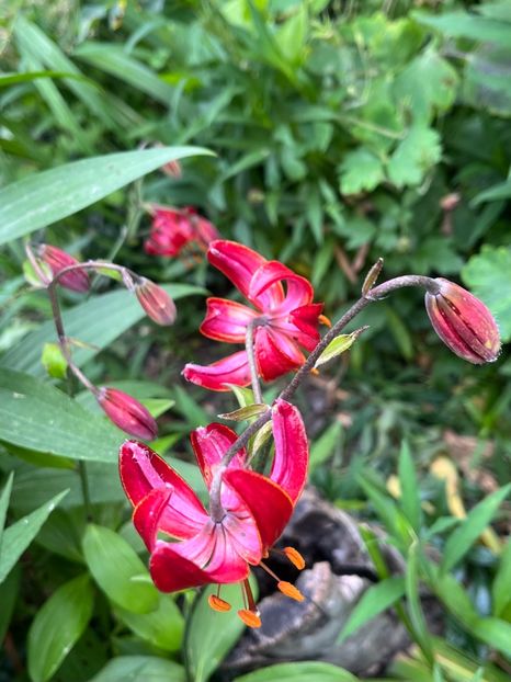 1364AFE2-8A53-4EA5-8C1F-7FB7AEA7C5E6 - Trandafiri 2023 2