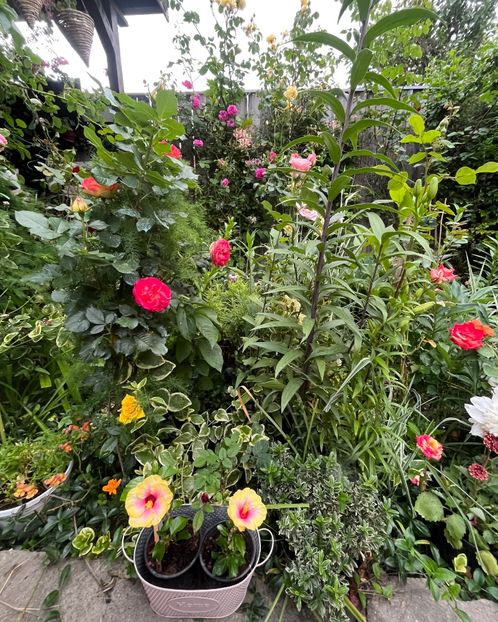 ECA7E421-DBC8-4CF3-BF60-2B6E9FA389A0 - Trandafiri 2023 2