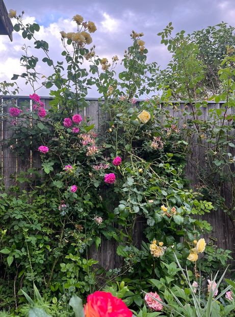 7F4C898C-94E6-4AD4-9EAA-8E70177A7F39 - Trandafiri 2023 2