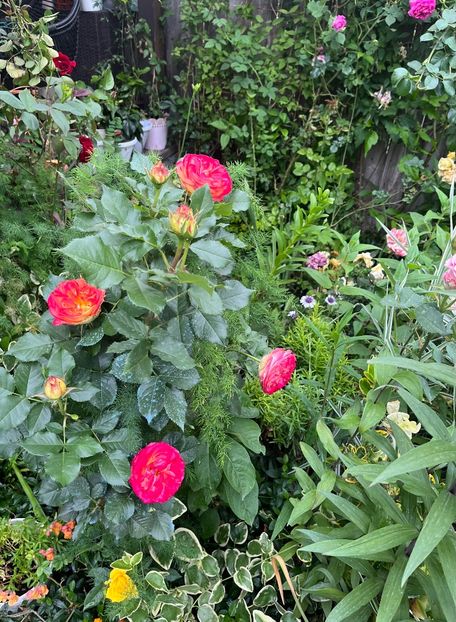 DDFBA859-BD26-4068-AD82-403E0EE9C100 - Trandafiri 2023 2