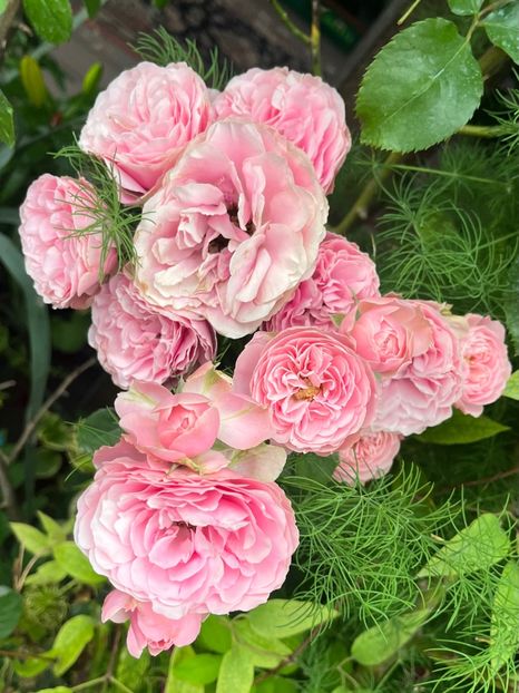 F9AE2334-26C4-4249-8D73-4DE7CB1BC192 - Trandafiri 2023 2