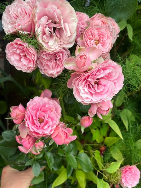 37EF1B4F-A5D3-4A77-AF67-0E04D2E691B8 - Trandafiri 2023 2