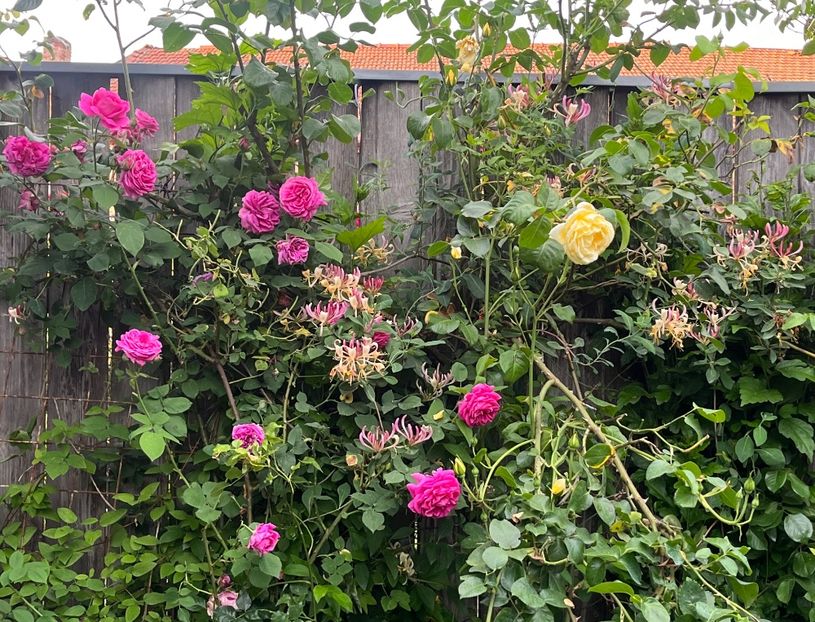 9A5EDDCB-7691-463E-BDE2-521A184162C0 - Trandafiri 2023 2