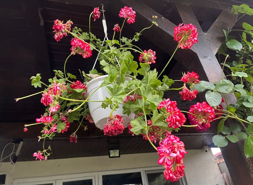 9FC3A251-CB7B-47C8-9F67-0CF11D42B6B4 - Trandafiri 2023 2