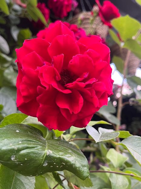 6C32F566-F615-43AD-9D61-69E2213F601C - Trandafiri 2023 2