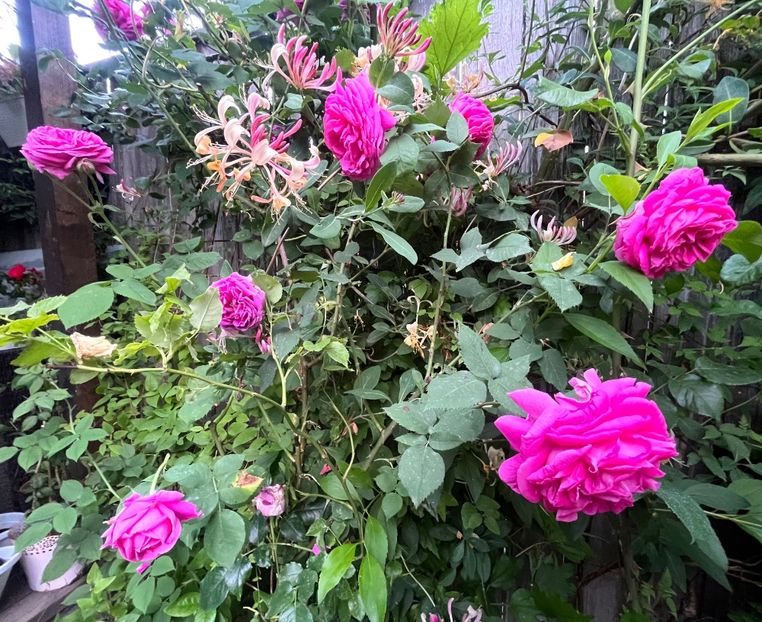 784413A5-AEB7-4814-8746-B4C472CC85A9 - Trandafiri 2023 2