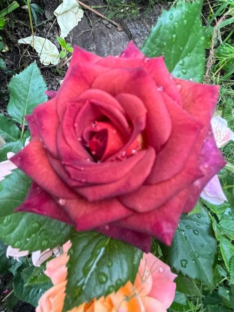 53D4053F-C94B-481E-9956-9097B883E63D - Trandafiri 2023 2