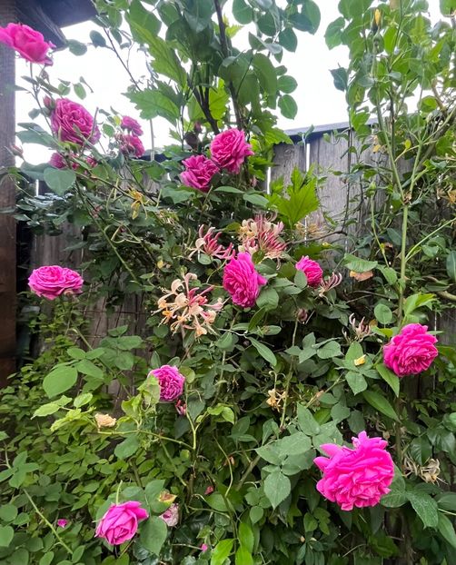 47577419-F828-4DA1-9021-9F6C9B718E23 - Trandafiri 2023 2