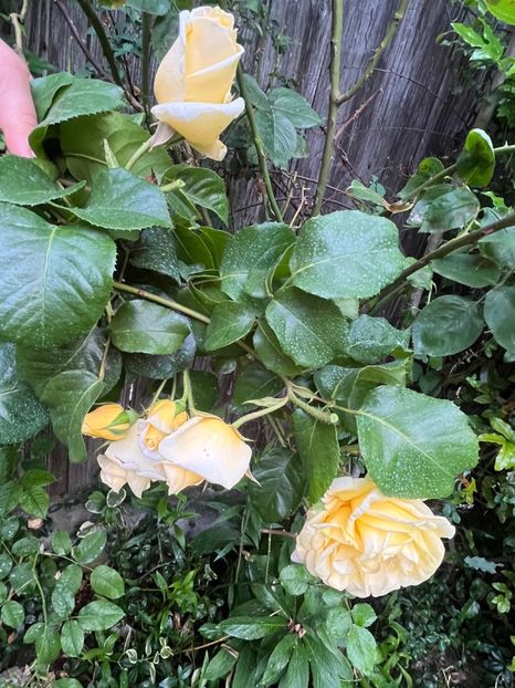 CC97B9E7-49A2-4E51-A648-F286E9C9A82D - Trandafiri 2023 2