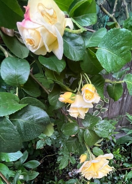 C8A4E880-7AD8-4F9C-8287-D44F57E0C014 - Trandafiri 2023 2