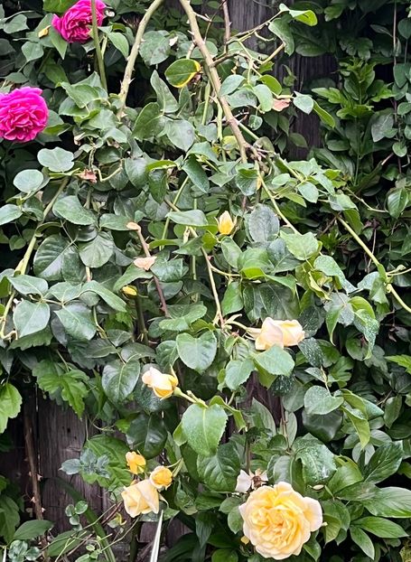 D32FE600-C19C-408F-A8DE-0BAACBE27DFA - Trandafiri 2023 2