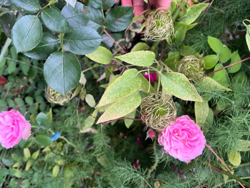 7085D6F6-33A6-49E6-82C8-0A3F01E54544 - Trandafiri 2023 2