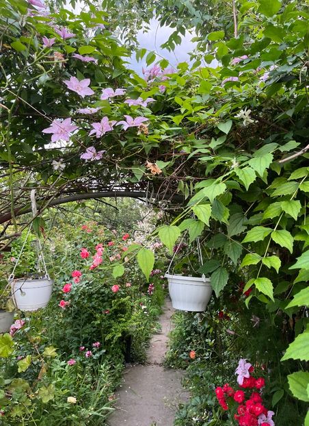 28F2863B-6C16-4724-9192-EC54D8AAF715 - Trandafiri 2023 2