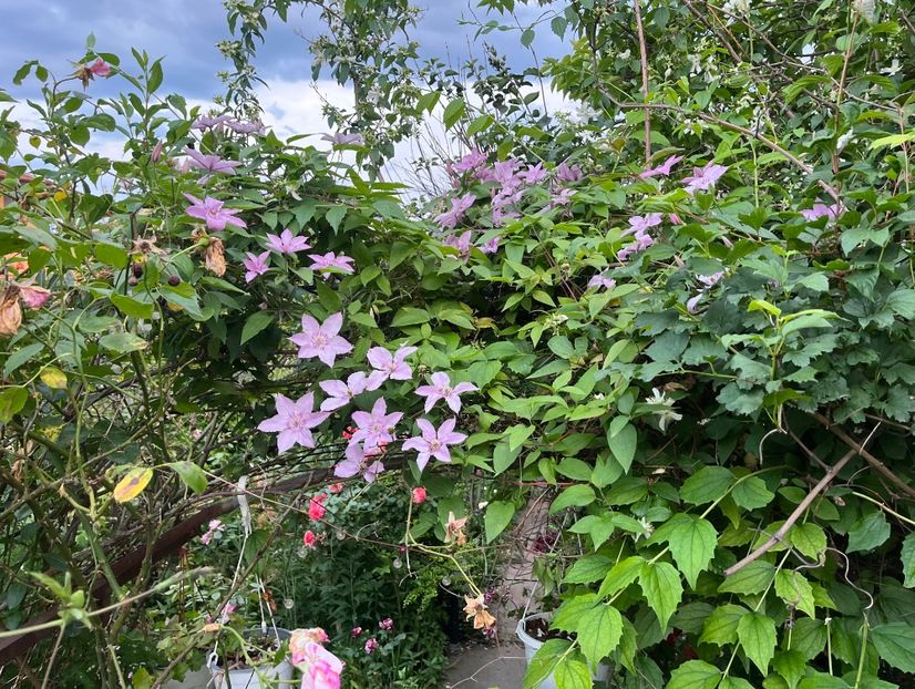 132D2DE8-AEAE-4C8F-A59D-C1216C788864 - Trandafiri 2023 2