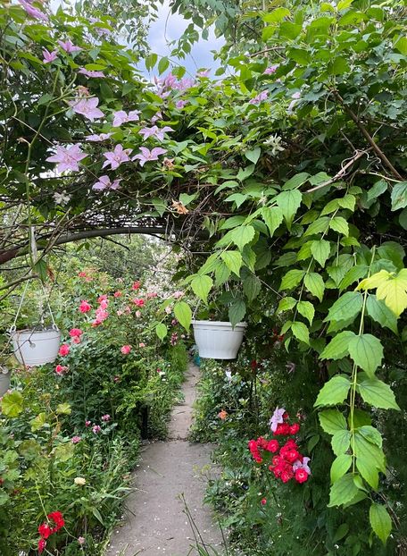 2C1BBE9E-AC6A-4245-93F9-776A667CAC94 - Trandafiri 2023 2