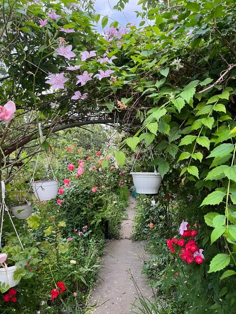 4EA0C5C2-1CC0-4D38-895F-E338820AE87F - Trandafiri 2023 2