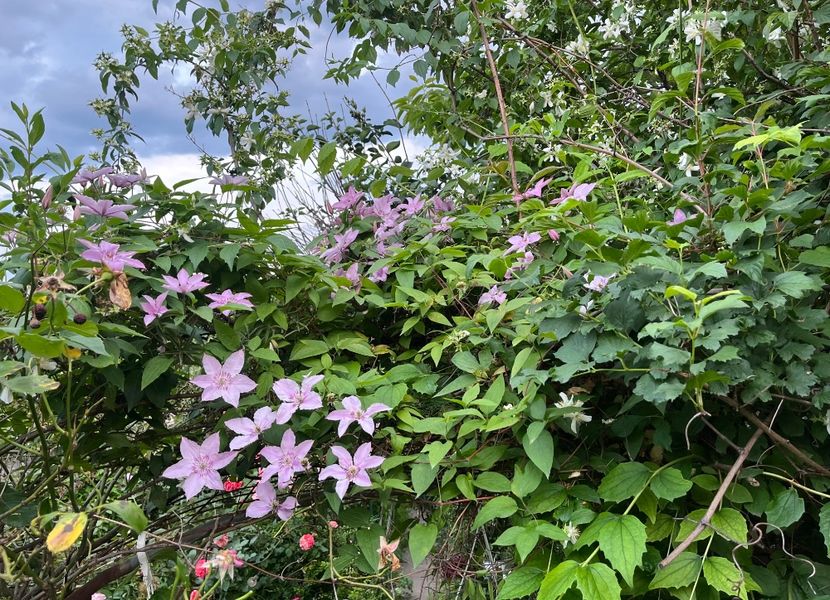 74C35AC4-89A3-4EFD-BD79-373EC8269980 - Trandafiri 2023 2