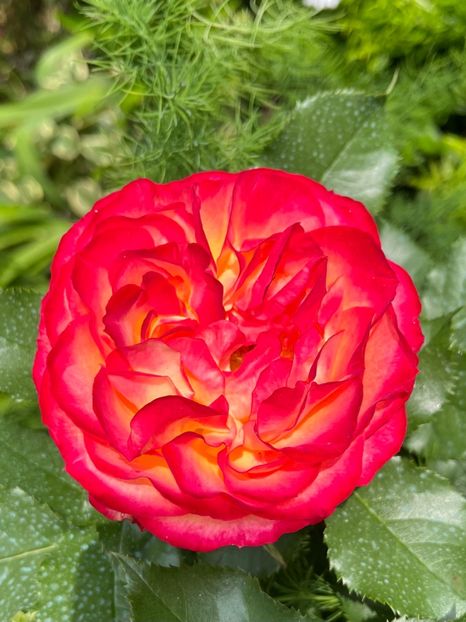 0241FEF1-EC31-4065-918B-F119E59F55F6 - Trandafiri 2023 2