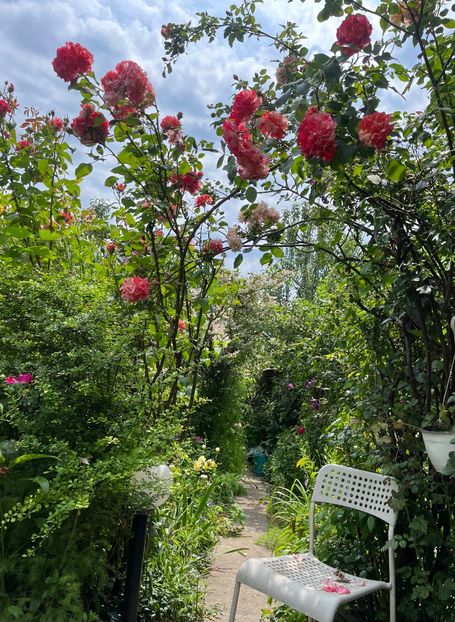 153AB8D6-962F-4907-86E9-3F7DB4D5CD7E - Trandafiri 2023 2