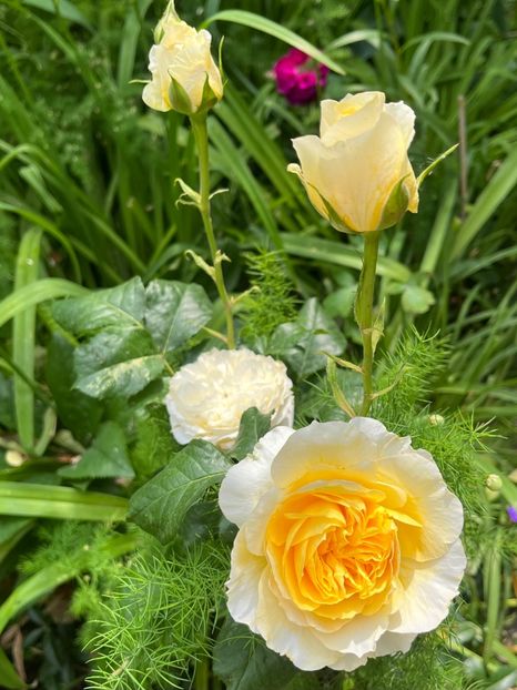 4CB3C2AA-3E39-415E-9309-E07B1F563AE7 - Trandafiri 2023 2