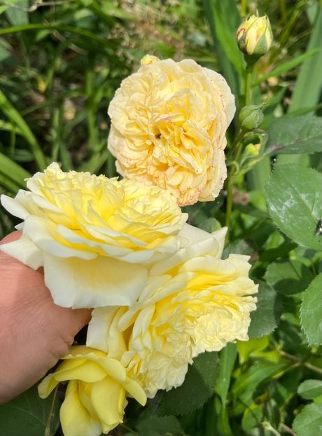 8882386F-0FDB-4F7C-B13C-484CEC454A9F - Trandafiri 2023 2