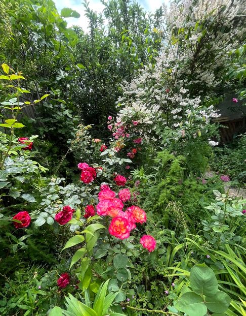 6CE97AEC-55E9-4681-9B20-D8B68F7C3D7D - Trandafiri 2023 2