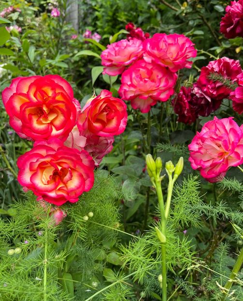 9F5A427E-3112-45F7-BD65-C4870D6A2152 - Trandafiri 2023 2