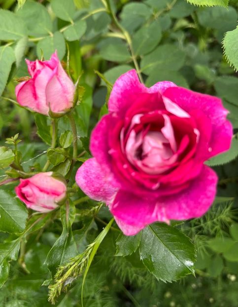 2A460A9E-BDEF-47DF-9A03-DDAE02679A0E - Trandafiri 2023 2