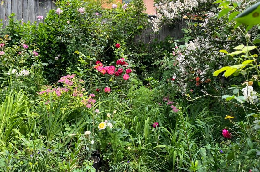 5B033252-0F89-48F5-9865-940CC0DEE9AF - Trandafiri 2023 2